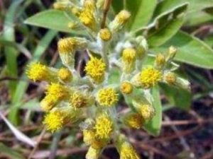 ����յĹ�Ч������ ����յ�ҩ�ü�ֵ