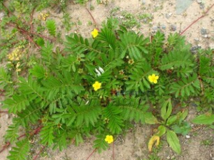 ާ��ί��˵Ĺ�Ч������