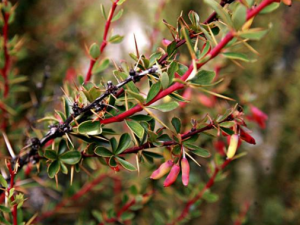 ����С������Щ��Ч������