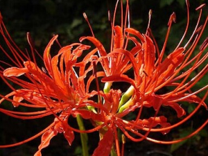 �컨ʯ��Ĺ�Ч������ �컨ʯ����Խ�����ʹ