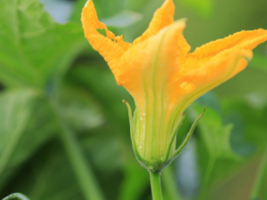 �Ϲϻ��Ĺ�Ч������ �Ϲϻ��ٴ�ֹ����̵