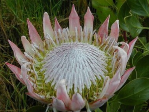 ����ɽ���۵Ĺ�Ч������