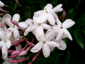 ��ܰ���Ĺ�Ч������ ��ܰ��ˮԡ����������