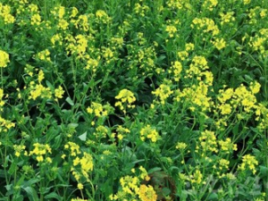 С�Ͳ˵�Ӫ����ֵ ��С�Ͳ˵ĺô�