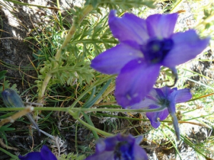 ����ɳ�εĹ�Ч�����ô���ɳ�ο��������������