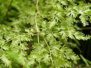 ƪ��Ĺ�Ч������ Ԥ����Ѫѹ