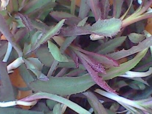 ����˵Ĺ�Ч������ �������������