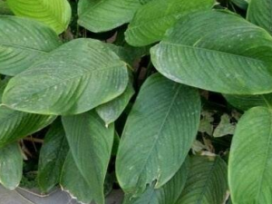 ��Ҷ���Ĺ�Ч ��Ҷ��������ֹк