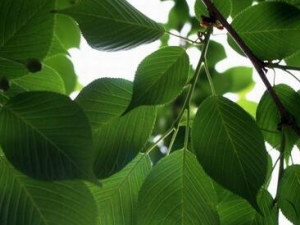 �ظ��Ĺ�Ч������