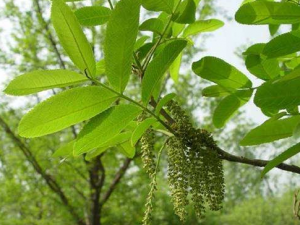 ����Ҷ������ ����Ҷ��ҩ�ü�ֵ