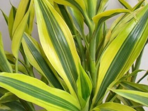 ��߸�����Ĺ�Ч������