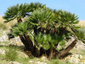 ������ʲô��֪���� ��������Щ��Ч����