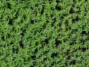 С��޺����Щ��Ч����