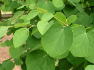 ����������Щ���� һ�𿴿��������Ĺ�Ч��