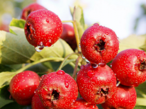 ɽ髵�����ҩ�� ������������ɽ�ҩ��ƫ��