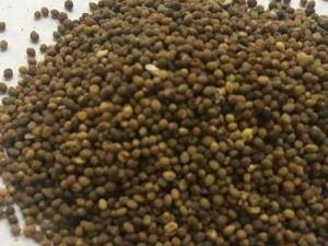 ��ҩ�����ݲ�׳���� �������ͨ����ҩ��׳��