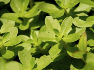 �в�ҩ���˳�Ҫע�� �в�ҩ��������