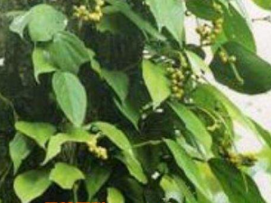 ʯ��ٵĹ�Ч������ ʯ��ٵ�ҩ�ü�ֵ