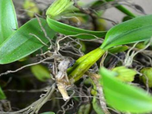 ʯ魵ĹЧ ʯ魵ҩüֵ