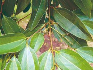 ���Ҷ�Ĺ�Ч������ ���Ҷ����Ԥ��Ѫ˨