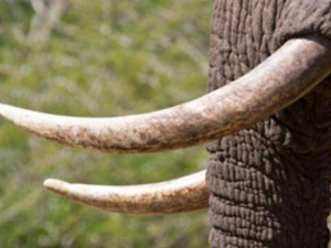 �����۵������빦Ч �����۵�ҩ�ü�ֵ