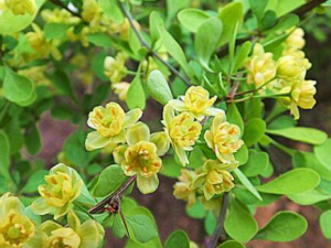 �����̵Ĺ�Ч������ �����̵�ҩ�ü�ֵ