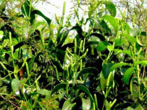 �����ٵĹ�Ч������ �����Ϻ�������Ⱦ