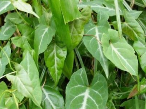 ҹ���ٵ�ҩ�ù�Ч������ ҹ���������鷳ʧ��