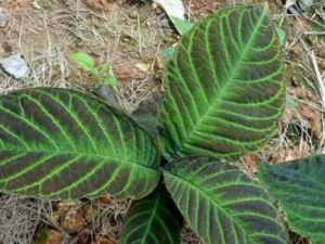 ����̥�Ĺ�Ч������ ����Ӹ���׶�