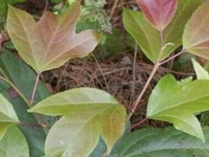 ���ɵĹ�Ч������ ���Ʒ�ʪ����ʹ