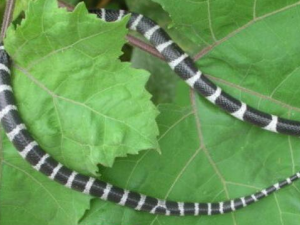 �����ߵĹ�Ч������ ��������ֹ������