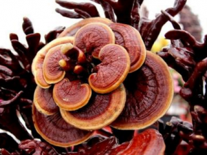 ������֥����Щ��������