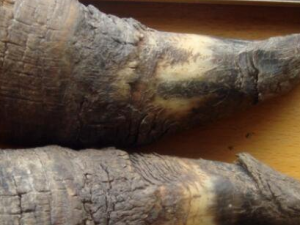 Ϭţ�ǵĹ�Ч������ ����������๦��