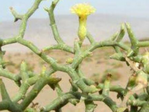 ĵ�òβݵĹ�Ч������ ����Թ���