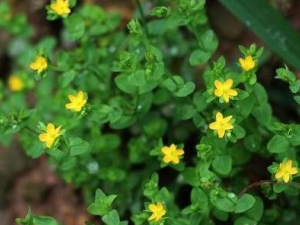 ����ƵĹ�Ч������ ����Ƶ�ʳ�÷���