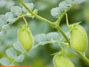 ӥ�춹��Ӫ����ֵ ӥ�춹����Ҫ����