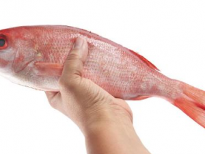 �䶳����Ӫ���� �䶳����α���