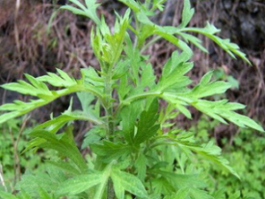 ��������ʲô ����������Щ��Ч