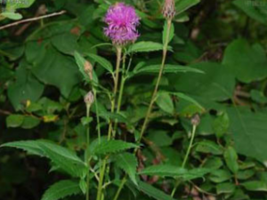 ����˵Ĺ�Ч���� ����˵�Ӫ����ֵ