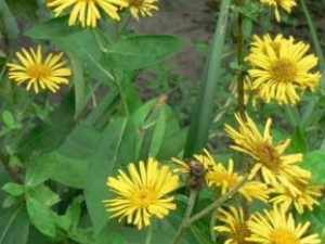 ����յĹ�Ч���� ����յ�ʳ�ù�Ч