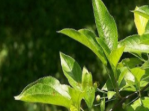 ��Ҷ���ĵĹ�Ч���� ��Ҷ���ĵ��÷�