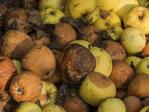 ����ʳ������˻��ܳ��� �Ա���ʳ���Σ��