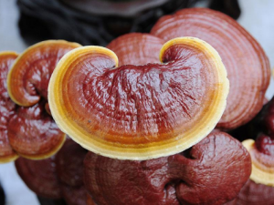 ��֥����ʳ�÷��� ��֥�Ĺ�Ч����