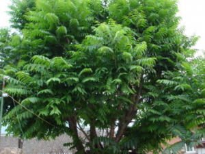 �߲�Ҳ�ܰ����ζ ��֪����Щ�߲˵�������