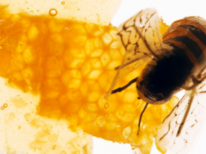 ���ۻ������Ƹ��Ƽ�����֪����