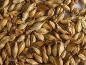 ����ѿ�Ĺ�Ч������ ����ѿ��ҩ�ü�ֵ