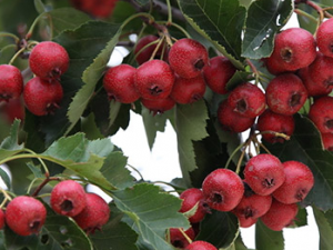 Ů�˻��к���ʳ������Щ����