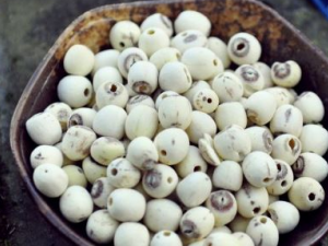 ����ƣ�͵�ʳ������Щ С���Ƽ�5��ҩ����Ч����ƣ��