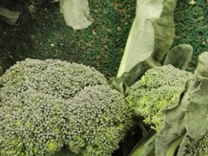 ����Ҳ��Ҫ������ ������Ӱ��˵�Ʒ��