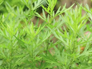 ���㶼����Щ��Ч ����ɽ�θ���ڳ�